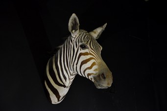 Zebra. Trofeo di caccia della collezione Marchetti