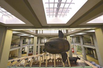 Esemplare di Pesce Luna (Mola mola)