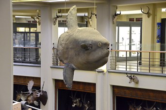 Esemplare di Pesce Luna (Mola mola)