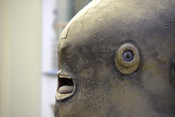 Esemplare di Pesce Luna (Mola mola) - Particolare