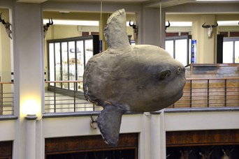 Esemplare di Pesce Luna (Mola mola)