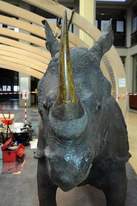Particolare del Rinoceronte Indiano dopo il restauro - Corno