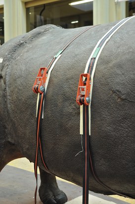 Particolare del Rinoceronte Indiano durante il restauro