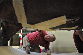Particolare del Rinoceronte Indiano durante il restauro
