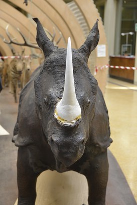 Particolare del Rinoceronte Indiano durante il restauro - Corno in gesso e polvere di marmo