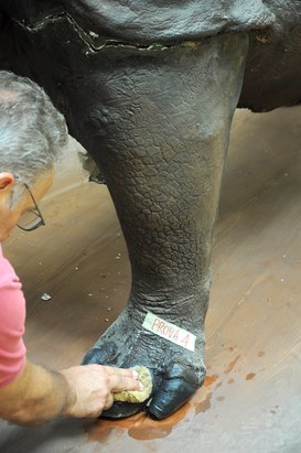 Particolare del Rinoceronte Indiano durante il restauro - Prove di pulitura