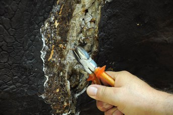 Particolare del Rinoceronte Indiano durante il restauro - Rimozioni chiodi 