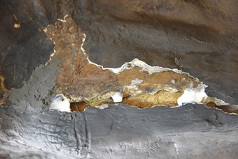 Particolare del Rinoceronte Indiano durante il restauro - Stuccatura