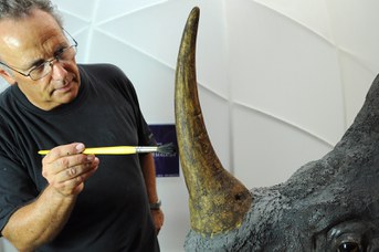 Particolare del Rinoceronte Indiano durante il restauro - Tonalizzazione del corno in gesso con colori a tempera e acrilici
