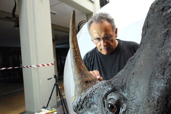 Particolare del Rinoceronte Indiano durante il restauro - Tonalizzazione del corno in gesso con colori a tempera e acrilici