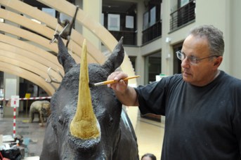Particolare del Rinoceronte Indiano durante il restauro - Tonalizzazione del corno in gesso con colori a tempera e acrilici