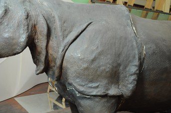 Particolare del Rinoceronte Indiano durante il restauro