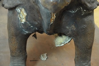 Particolare del Rinoceronte Indiano prima del restauro