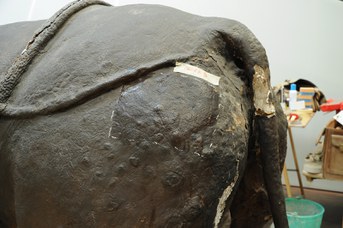 Particolare del Rinoceronte Indiano durante il restauro - Prove di pulitura
