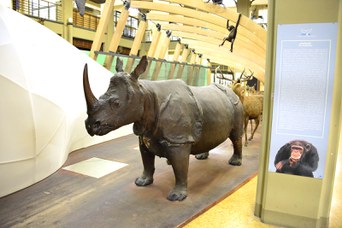 Rinoceronte Indiano con corno originale, prima del furto