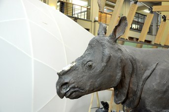 Rinoceronte Indiano dopo il furto del corno