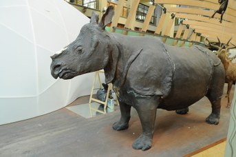 Rinoceronte Indiano dopo il furto del corno