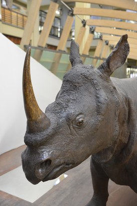 Rinoceronte Indiano dopo il restauro