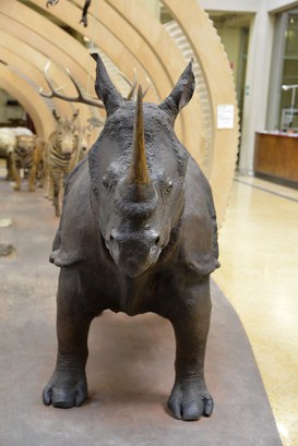 Rinoceronte Indiano dopo il restauro