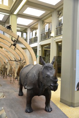 Rinoceronte Indiano dopo il restauro