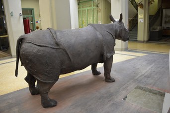 Rinoceronte Indiano dopo il restauro