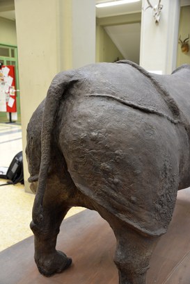 Rinoceronte Indiano dopo il restauro