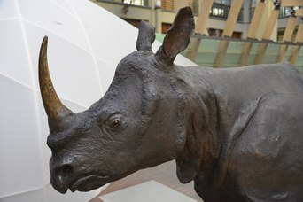 Rinoceronte Indiano dopo il restauro