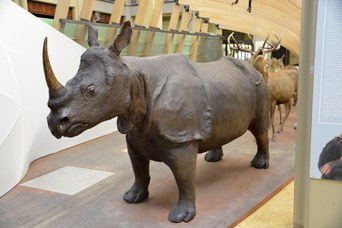 Rinoceronte Indiano dopo il restauro