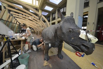 Rinoceronte Indiano durante il restauro