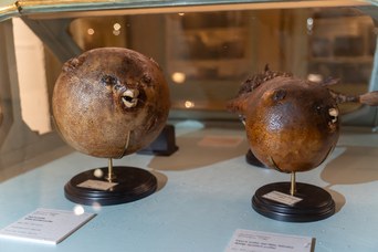 Esemplare essicato di pesce palla, Collezione Ulisse Aldrovandi, sec. XVI