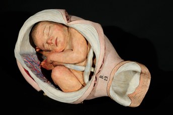 "Preparato in terracotta raffigurante un feto all’interno dell’utero", Giovan Battista Sandi, 1746-50