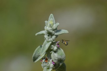 Amegilla sp. femmina su Stachys bizantina