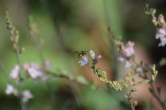 Anthidiellum strigatum maschio su Linaria purpurea