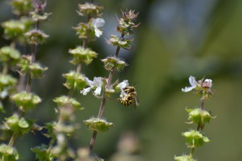 Anthidium florentinum femmina su Ocimum basilicum