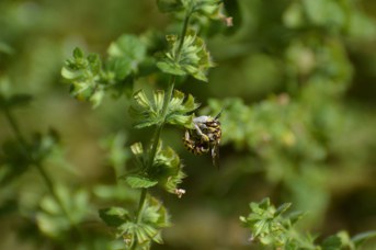 Anthidium florentinum maschio su Melissa officinalis