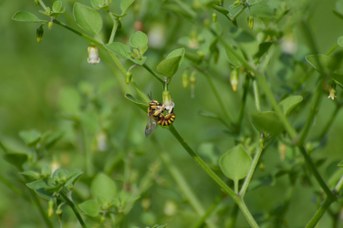 Anthidium florentinum maschio su Salpichroa origanifolia