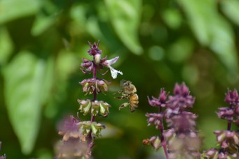 Apis mellifera su Ocimum basilicum