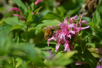 Bombus pascuorum maschio su Monarda fistulosa