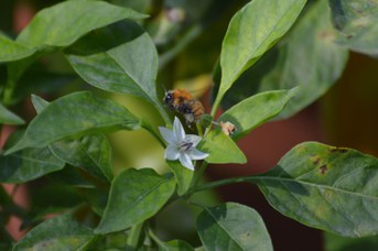 Bombus pascuorum operaia con polline su Capsicum sp.
