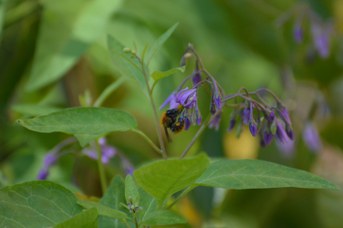 Bombus pascuorum operaia con polline su Solanum dulcamara