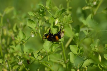 Bombus terrestris regina su Salpichroa origanifolia