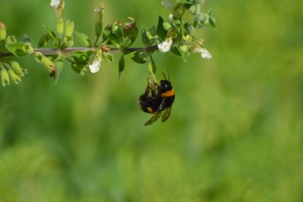 Bombus terrestris regina su Teucrium flavum