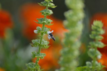 Coelioxys inermis femmina su Ocimum basilicum