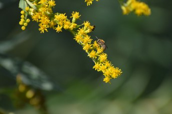 Colletes hederae maschio su Solidago gigantea