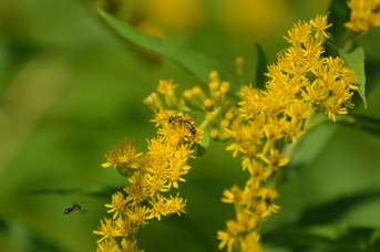 Halictus subauratus maschio su Solidago gigantea