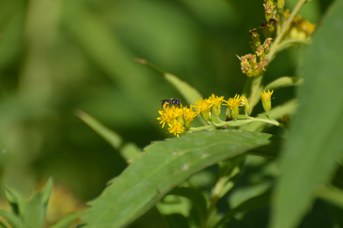 Heriades sp. femmina su Solidago gigantea