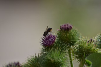 Megachile centuncularis femmina su Arctium lappa