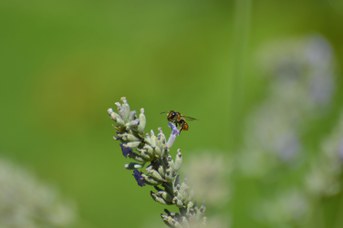 Megachile centuncularis femmina su Lavandula angustifolia