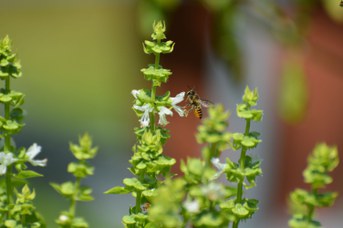 Megachile centuncularis femmina su Ocimum basilicum