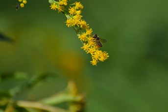 Megachile centuncularis femmina su Solidago gigantea